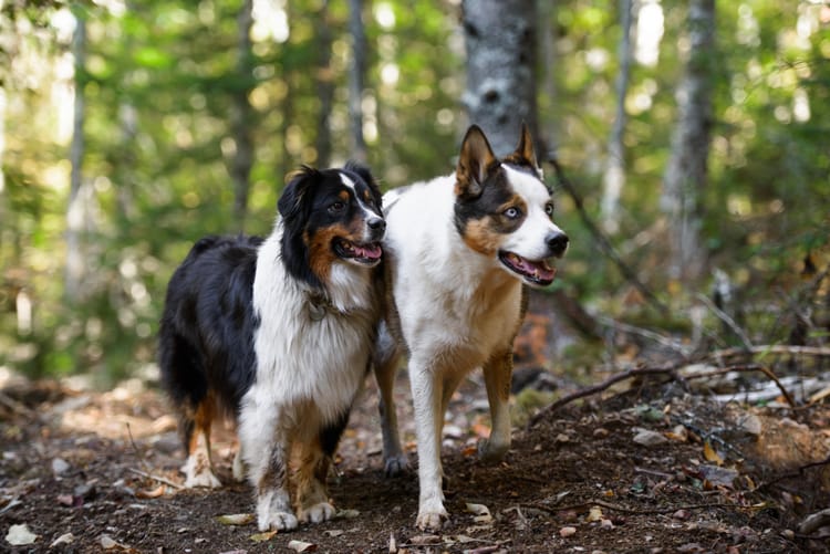 Trail Updates 2025-2026