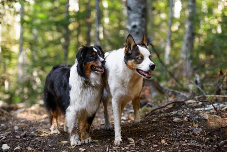 Trail Updates 2025-2026